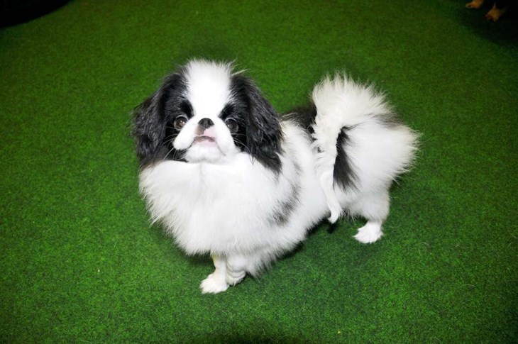 Joker är en japanese chin, en ovanlig ras i Sverige.