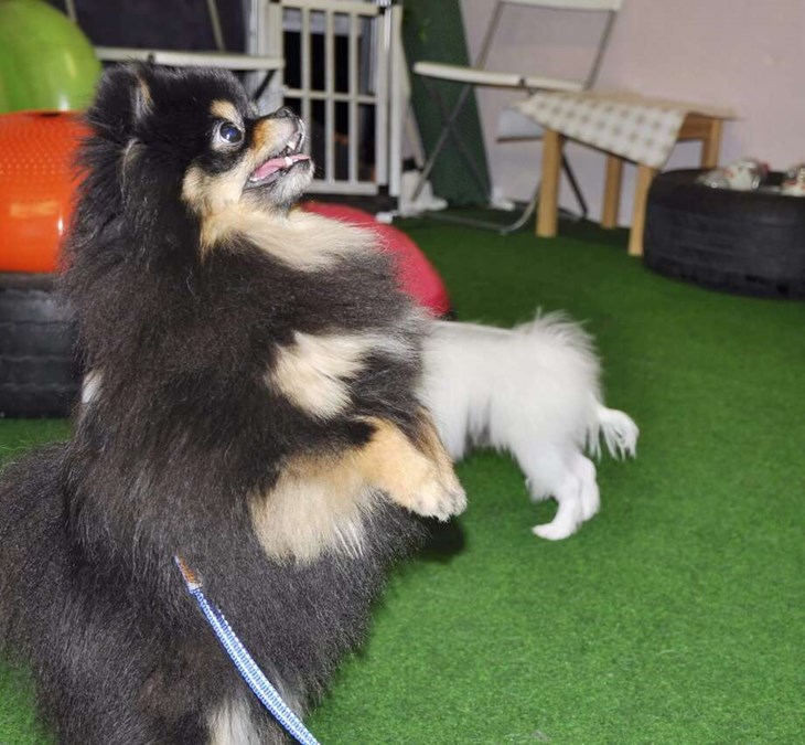 Peggy är en pomeranian.