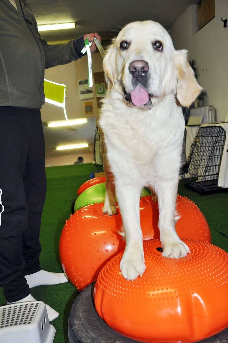 Golden retrievern Ebba övar balansen. Foto: Lisa Björklund