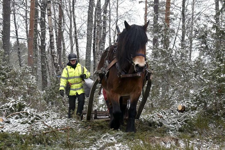 Liiv på väg upp i gläntan för att hämta fler stockar. Till vänster ses Mikaela Eriksson, som går en kuskutbildning i brukshästkörning och nu är ute på praktik. Foto: Pär Sönnert