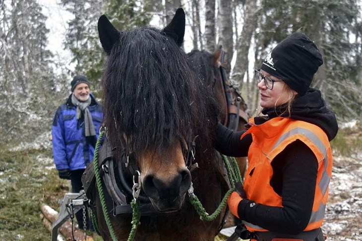 För första gången använder Skogsstyrelsen sig av "riktiga" hästkrafter vid ett arbete i Dalarna, i skogarna vid Norns Bruk. Här ses Linda Carlsson med nordsvenske brukshästen Magne. I bakgrunden skymtar Bengt-Erik Johansson, en av de boende på bruket. Fot