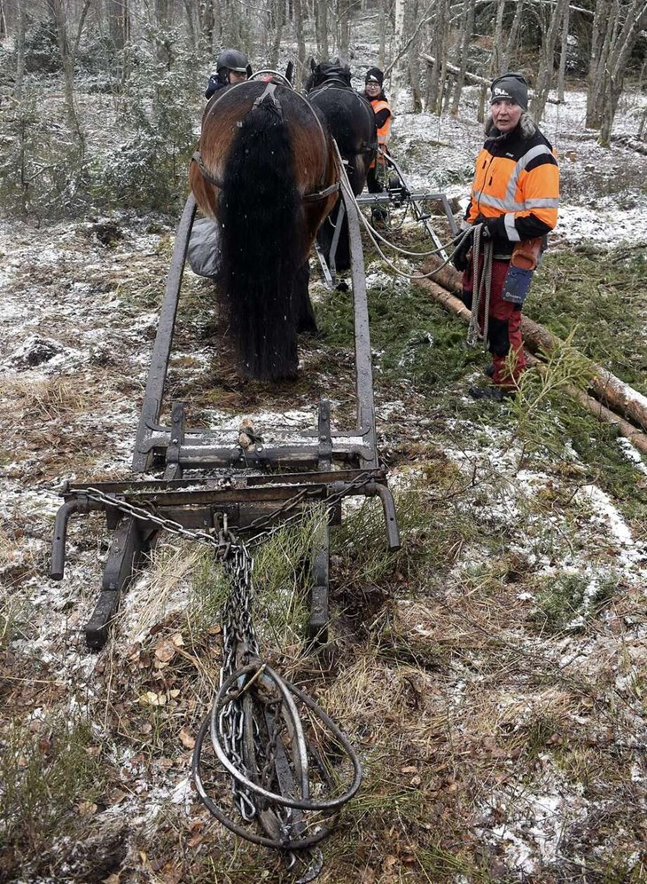 "Den här kälken är säkert 100 år gammal men den fungerar fortfarande", säger Lena Casselbrant och visar kälken som är spänd bakom brukshästen Liiv. Foto: Pär Sönnert