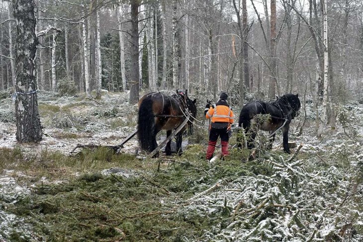 Hästarna tar en liten paus i gläntan där det tidigare vuxit en massa granar. Foto: Pär Sönnert