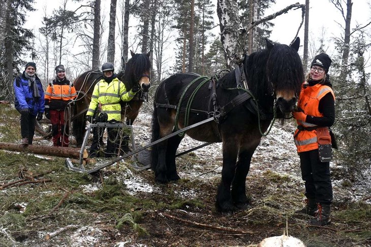 Gänget tog en paus i arbetet för att posera framför kameran. Från vänster ses bruksbon Bengt-Erik Johansson, Lena Casselbrant, Mikaela Eriksson, som går en kuskutbildning i brukshästkörning och nu gör sin praktik, samt Linda Carlsson. Bruksästarna heter L