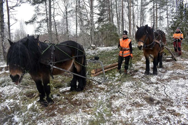 Brukshästarna Magne och Liiv tillsammans med sina förare Linda Carlsson och Lena Casselbrant. Foto: Pär Sönnert