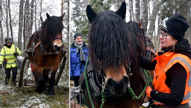 Hästkrafter är åter i bruk på bruket