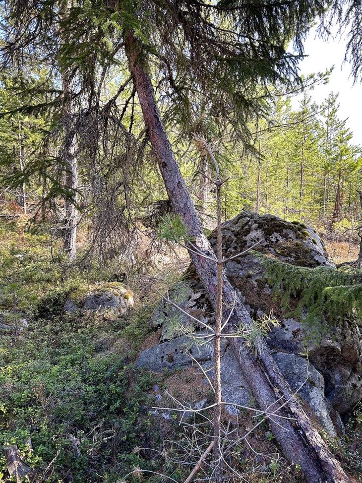 Dan Hallins filosofi är att hellre "fria än fälla", vilket gör att till exempel ett så här krokigt träd får stå kvar – även om det aldrig kommer att duga till timmer. Foto: Karin Diffner