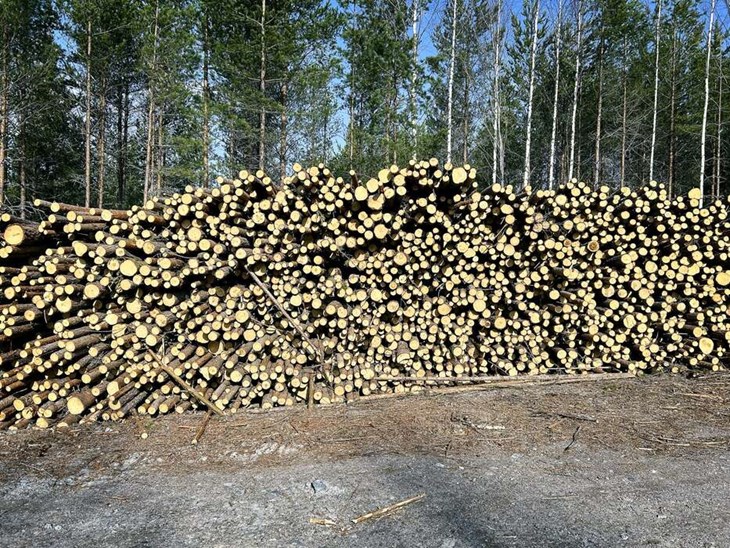 Virket ska så småningom säljas som massaved, men kommer i det här fallet inte att täcka kostnader för gallringen. Foto: Karin Diffner