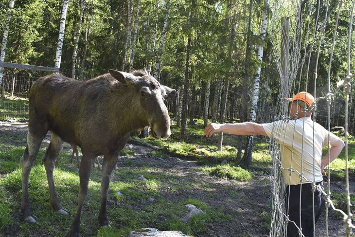 Älgparken i Långshyttan står högt på Googlelistan. Foto: Pär Sönnert