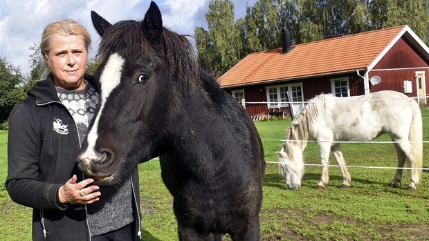 Islänningar bjuder in till familjedag