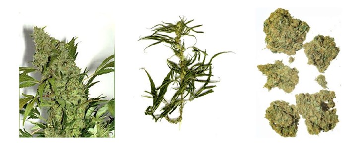 Marijuana. Den högra bilden visar avklippta torkade mogna honblomsställningar, så kallade "buds". Foto: SKL/NFC
