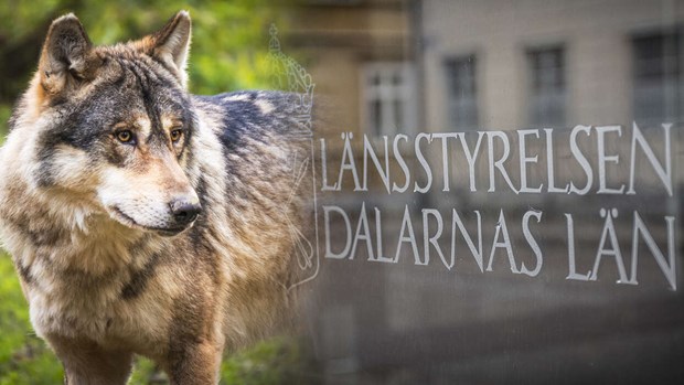 Licensjakten 2026: Sex vargar på dalalistan