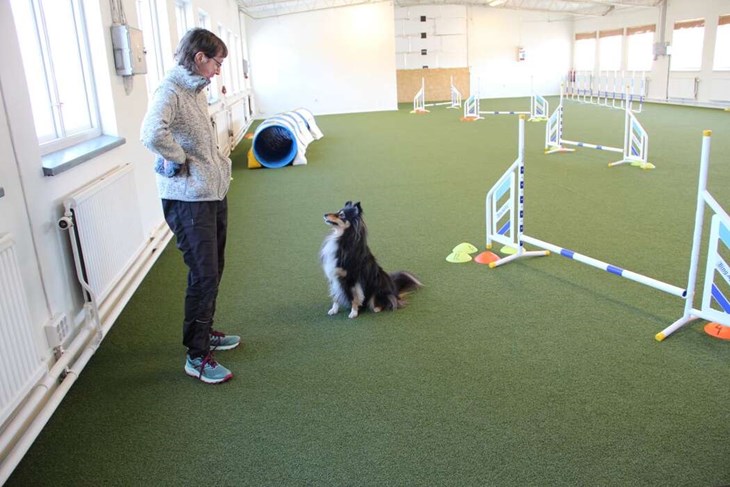 Annika Hjelm skaffade hund när barnen vuxit upp och flyttat ut. Idag vistas hon gärna i träningshallen med sin hund Ticko som hon tränar i Agility - en sport som kräver god kommunikation mellan människan och hunden