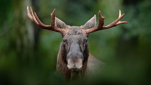 Älgen rödlistad bland över 5 000 andra arter