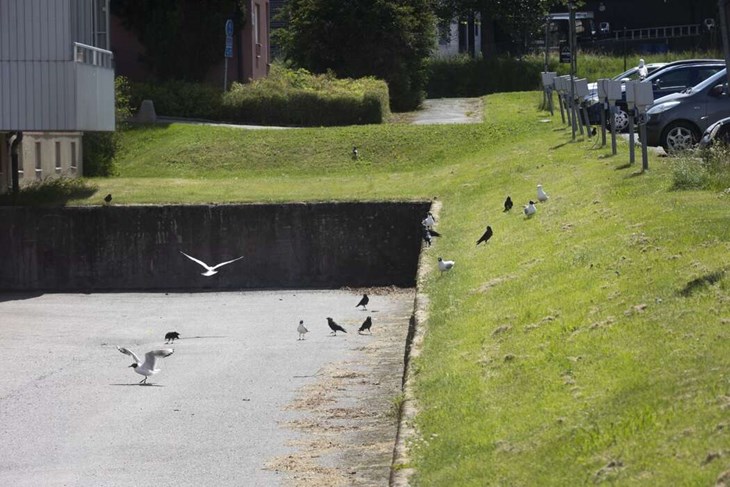 Ett stort antal fiskmåsar och andra fåglar håller till på Ludvika Gård. Foto: Sara Flodin