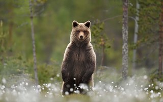 Björnjakten beslutad – Inleds i augusti