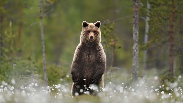 Björnjakten beslutad – Inleds i augusti
