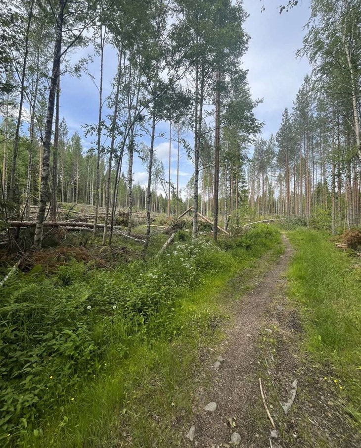Falun-Borlängeloppet MTB körs på grusvägar och stigar mellan Stångtjärn och Bergebo. Foto: Magnus Skärhem