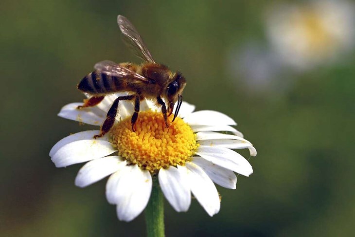 Den 14 juli samlas unga i Borlänge för att skapa livsmiljöer åt vilda bin. Detta sker i Fältbiologernas regi. Foto: Dreamtime