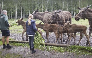 Älgparken firar 20 år