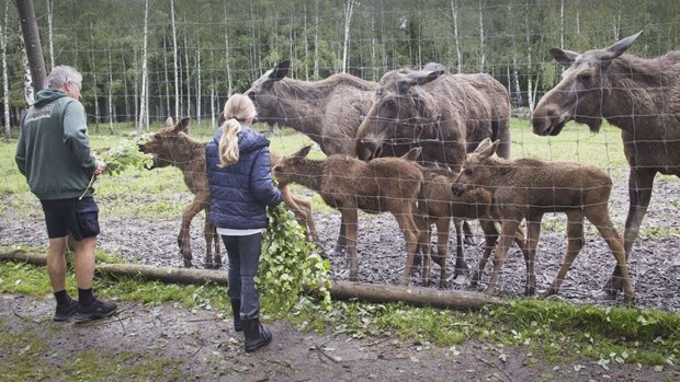 Älgparken firar 20 år