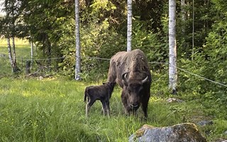Här räddades Europas visenter från utrotning