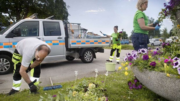 Sommarblommor har förstörts Sommarblommor har förstörts
