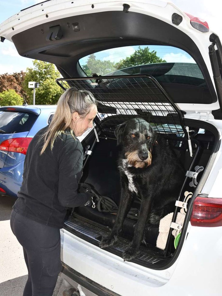 Framme vid adressen åker spårlinan på och hunden Bob är redo att söka bortsprungna djur. Arbetet sker lugnt, i all terräng. I det här fallet söktes bland annat garage igenom i hopp om att hitta katten Kakan. Foto: Katharina Berglund