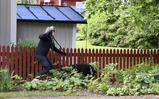 Hund räddade katt och hare