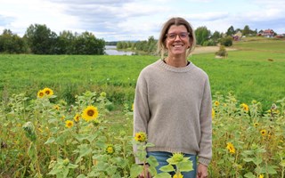 Fortsatt satsning på solrosor mot cancer