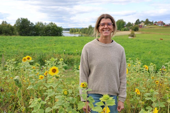 Fortsatt satsning på solrosor mot cancer