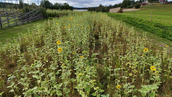 Besökare kan komma till gården, gå mellan blommorna och plocka sina egna solrosor och välja själv hur mycket de vill skänka. Foto: Malin Westling