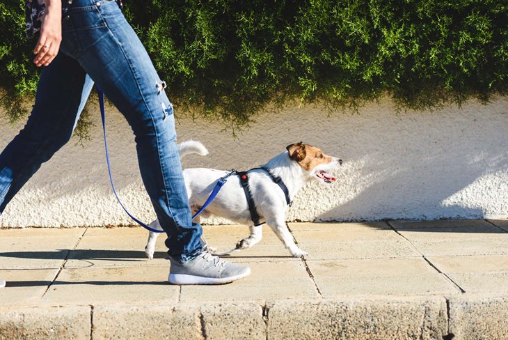 Jack russell terrier är också den en omtyckt hundras i Falun. Foto: Dreamstime