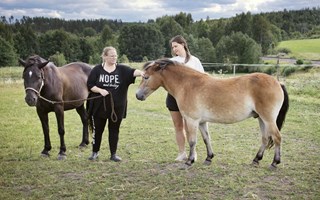 'Vi behöver öka antalet hästar'