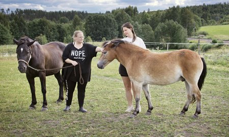 'Vi behöver öka antalet hästar'