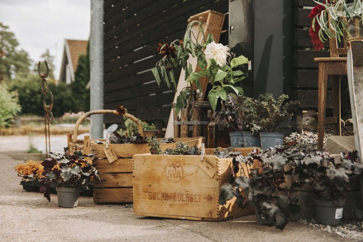 Krukväxter på Flores Mirabilis i Skogsbo. Foto: Sophie Dickfors
