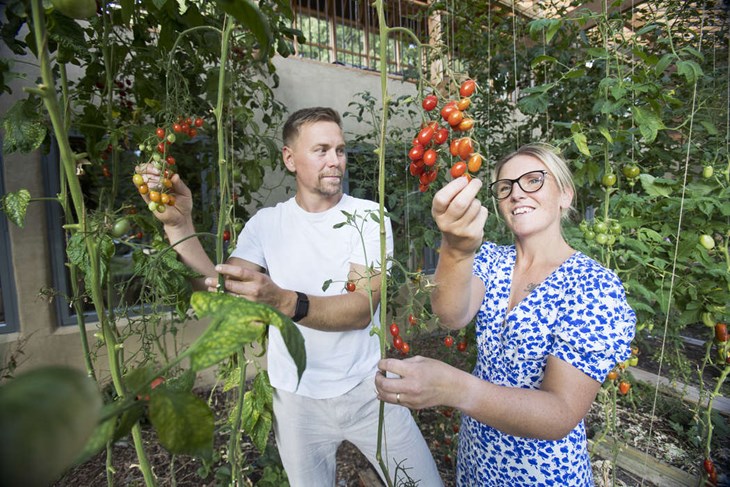 I växthuset finns mängder av tomater som håller på att bli röda. "De står sig till november, början av december", berättar Oskar Johansson som bor i huset tillsammans med frun Emma och deras två barn. Foto: Sara Flodin