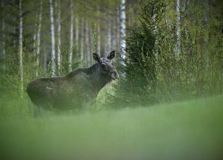 Fler älgar behöver skjutas i Smedjebackens och Ludvika kommuner för att nå avskjutningsmålen. Foto: Hans Ollonen, Wikimedia Commons